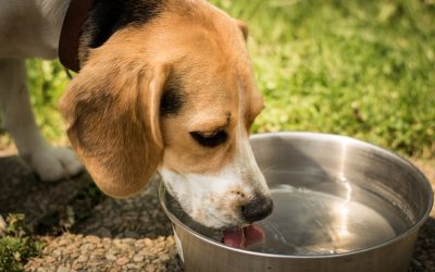 Water bowl blues