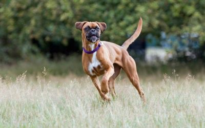 Understanding canine cruciate ligament disease