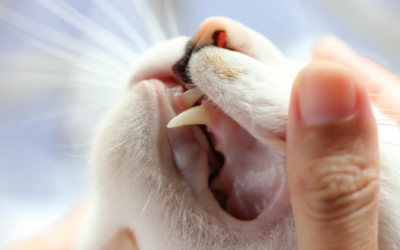 Looking after your pet’s teeth and gums at home