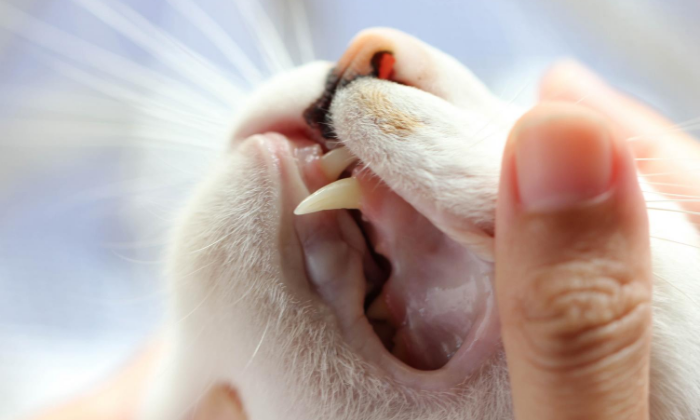 Looking after your pet’s teeth and gums at home