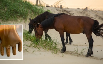 Sand colic in horses