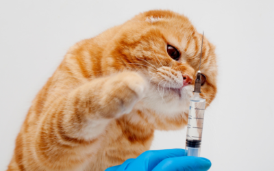 Keeping your pet up-to-date with parasite prevention