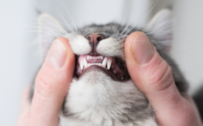 Cats are unique when it comes to dental disease