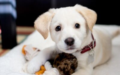 Planning properly for your new pup (or rescue pet)