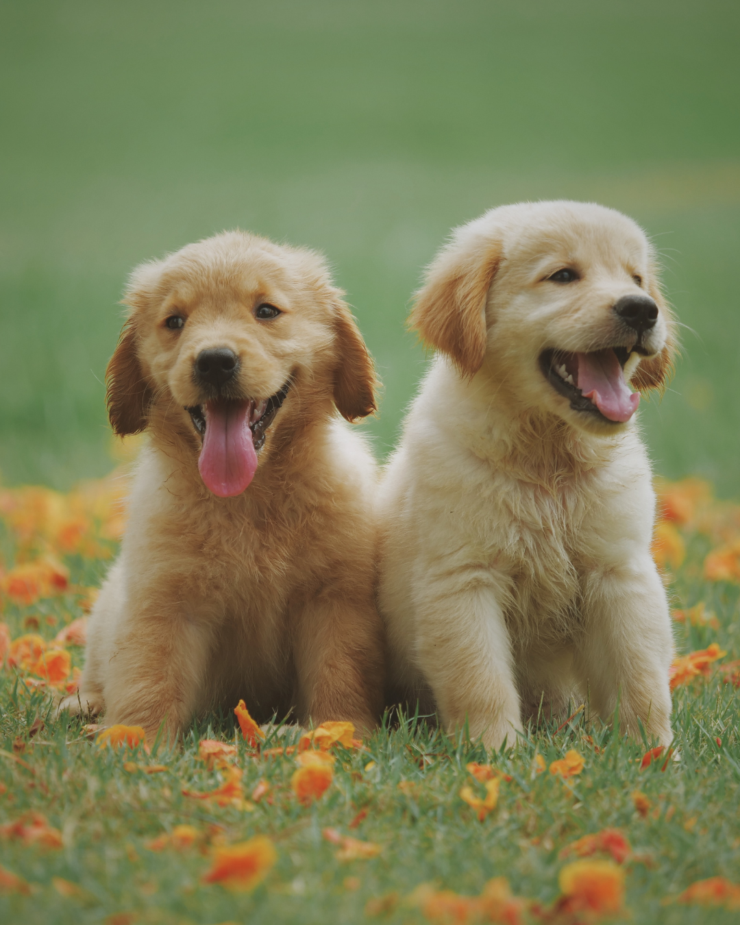 Terrey Hills Animal Hospital - Cat Hospital